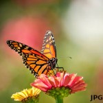 SpeakerScore Profile